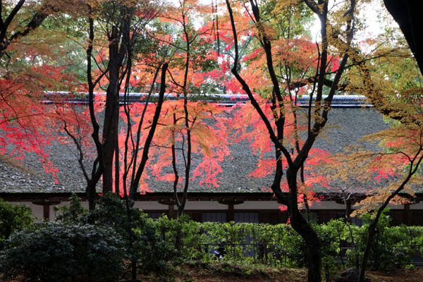 上賀茂神社　紅葉終幕_e0048413_15554634.jpg