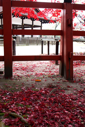 上賀茂神社　紅葉終幕_e0048413_15565370.jpg