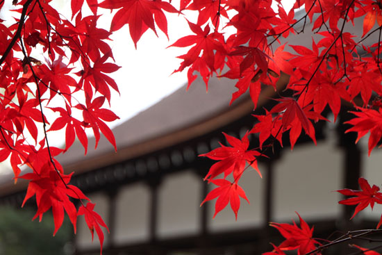 上賀茂神社 紅葉終幕_e0048413_1557862.jpg