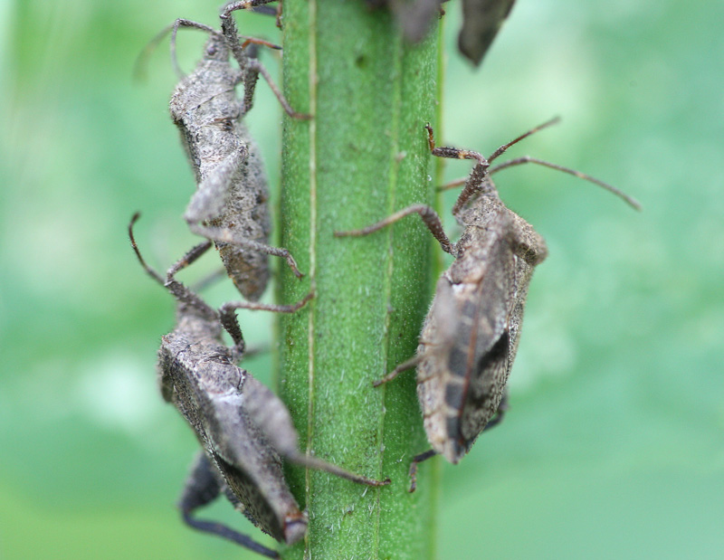 ホオズキカメムシ Acanthocoris sordidus_f0161823_5261781.jpg