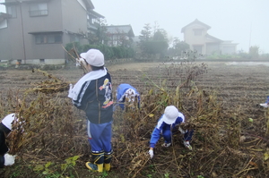 北新庄小学校の子供たちと大豆の収穫をしました。_e0061225_9512778.jpg