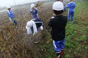 北新庄小学校の子供たちと大豆の収穫をしました。_e0061225_951582.jpg
