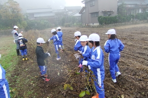 北新庄小学校の子供たちと大豆の収穫をしました。_e0061225_9524487.jpg
