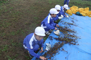 北新庄小学校の子供たちと大豆の収穫をしました。_e0061225_9532160.jpg