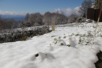 雪景色_c0075932_004878.jpg