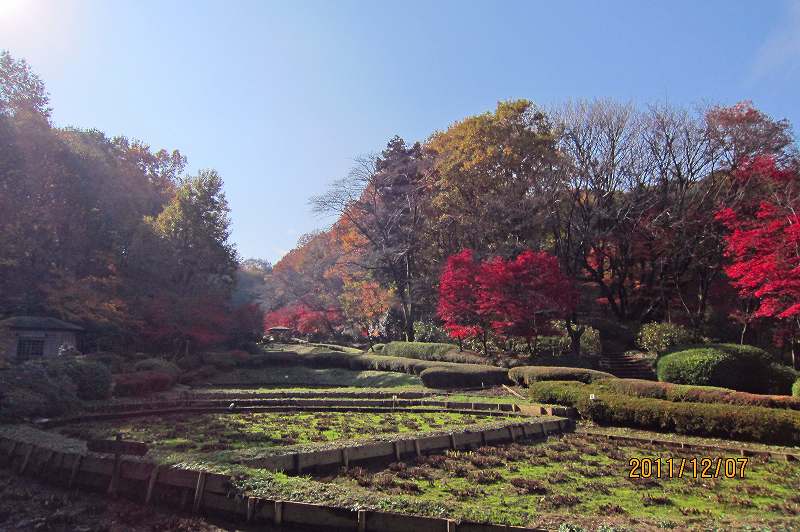 薬師池公園の紅葉_f0044056_918159.jpg