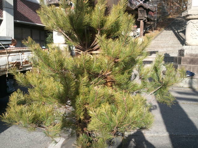 『手長神社一之鳥居注連縄飾り』_f0051256_15403618.jpg