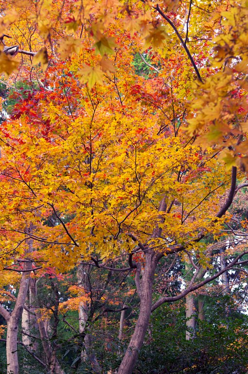 木津・海住山寺の紅葉　20111130_a0050572_0454647.jpg