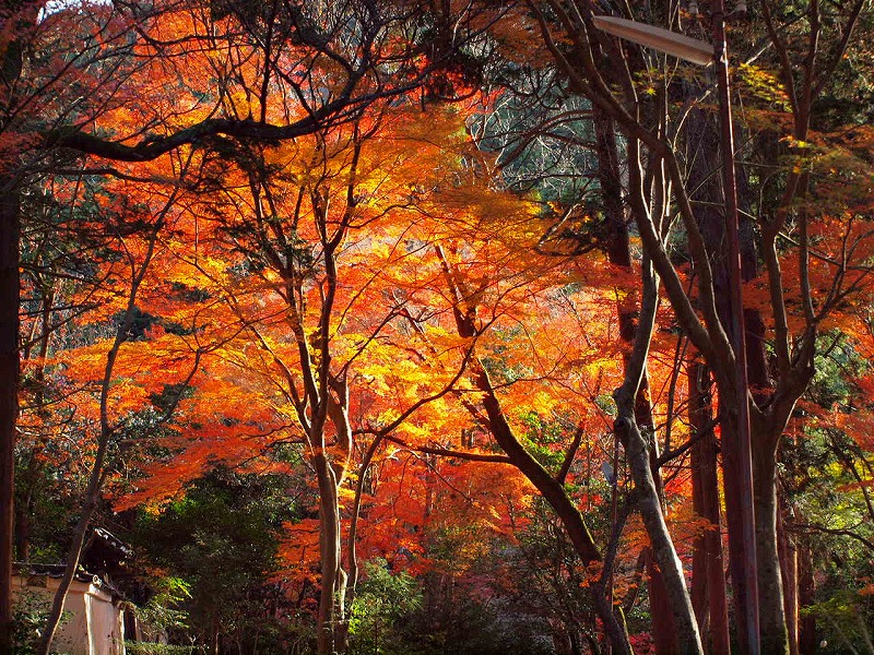 毘沙門堂（京都・山科）～その4～_f0234172_10551364.jpg