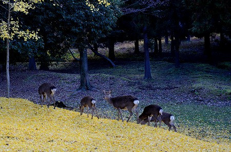 奈良公園　東大寺裏側の紅葉　①_c0229483_1816923.jpg