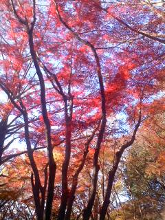 **紅葉を見に…**_d0147488_21343246.jpg