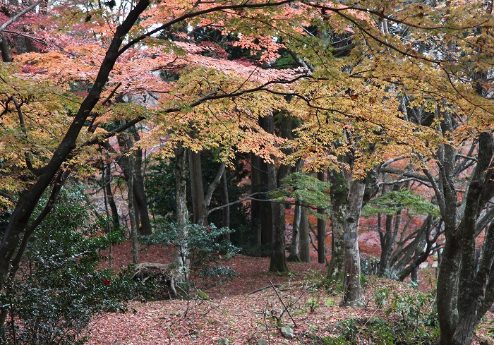 f0000789_98129.jpg
