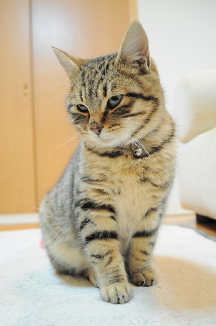 甘えん坊大会_a0126590_023262.jpg