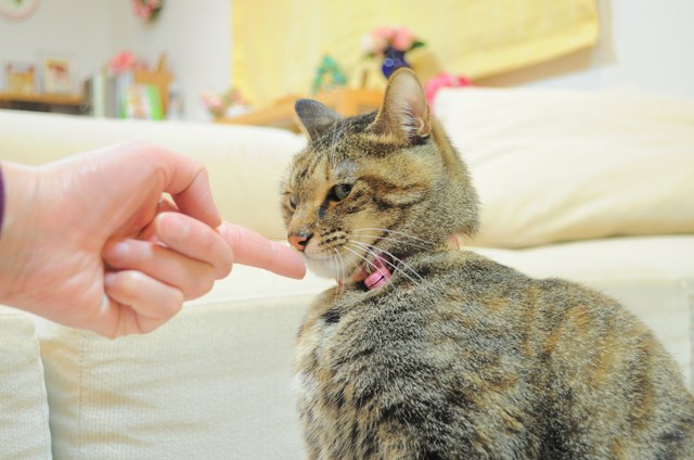 甘えん坊大会_a0126590_071945.jpg