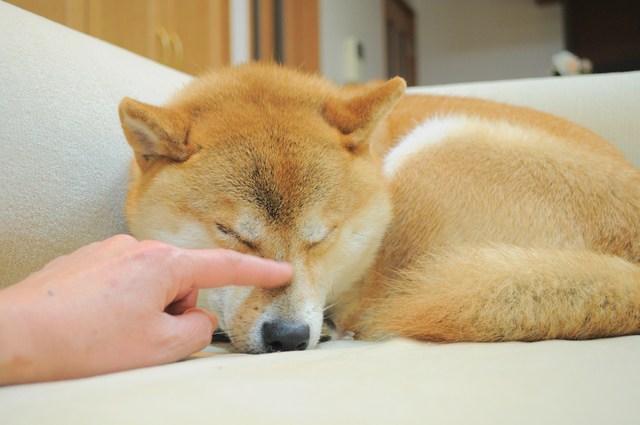 甘えん坊大会_a0126590_075617.jpg