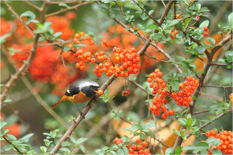 ジョウビタキ♂＠T緑地-2011.12/10_a0076493_21494537.jpg