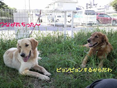 小さな犬社会で暮らす「海」０３_b0008217_2248838.jpg