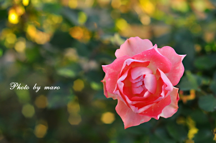 皆既月食 と 薔薇 るる♪♪_e0160417_9333522.jpg