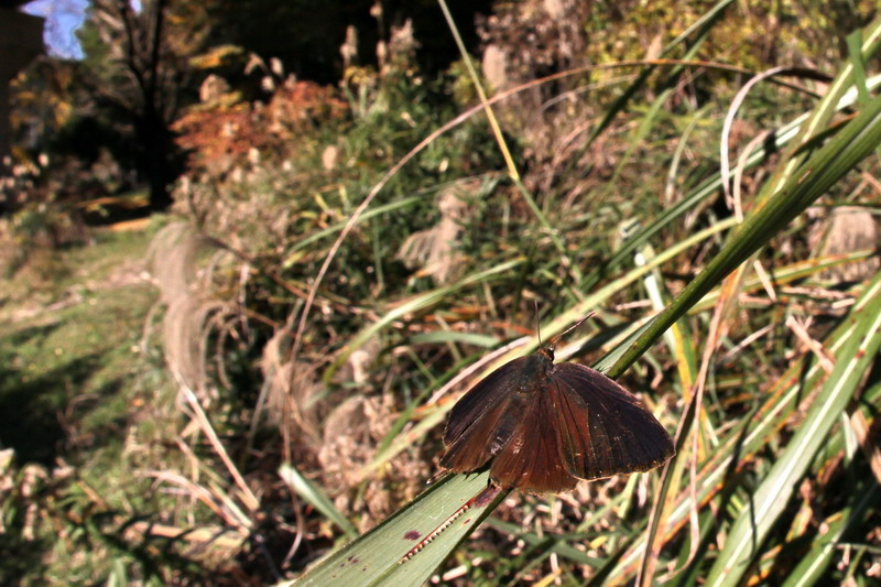 20111210  県南の散歩道：初冬のチョウたち_d0090322_188047.jpg