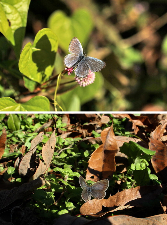 20111210  県南の散歩道：初冬のチョウたち_d0090322_1891148.jpg