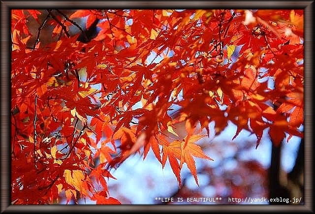 リハビリ散歩_d0083623_1759872.jpg