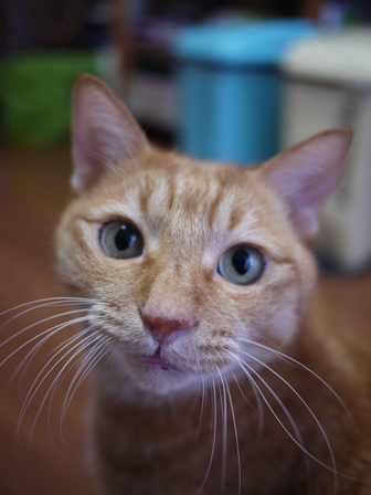 猫のお友だち ちゃーくんちょびくんペコちゃん編。_a0143140_2317929.jpg