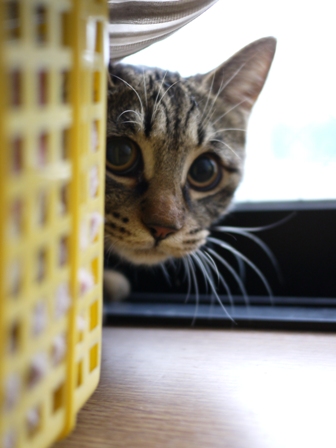 猫のお友だち ちゃーくんちょびくんペコちゃん編。_a0143140_23193754.jpg
