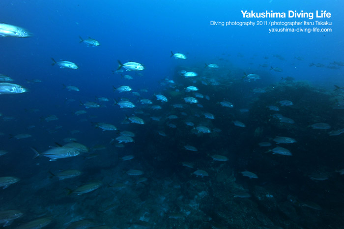 黒島、硫黄島、竹島サンゴ調査！_b0186442_1943620.jpg