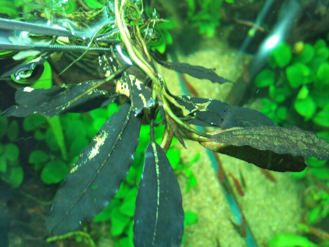 Bucephalandra sp.Sintang kayu lapis type1 細葉(LA便) : Enjoy!AquaLife