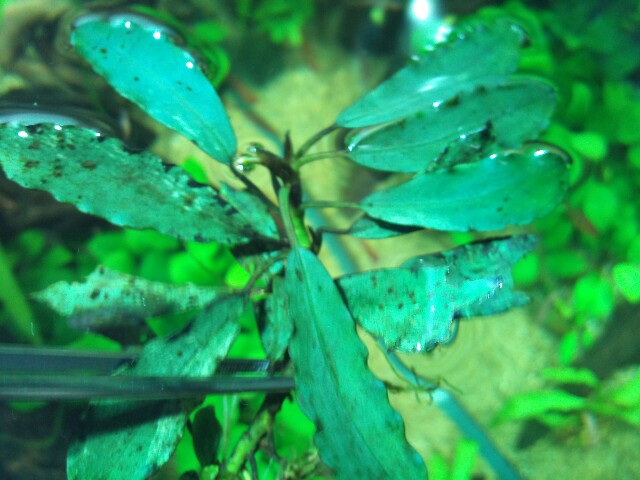 Bucephalandra sp.Sintang kayu lapis type1 細葉(LA便) : Enjoy!AquaLife