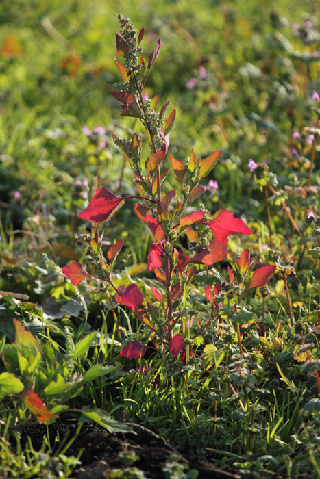 アカザの紅葉_a0161063_8551235.jpg