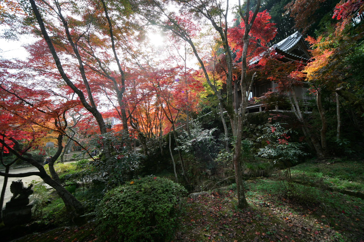 紅葉　2011　西山　勝持寺_f0021869_1214477.jpg