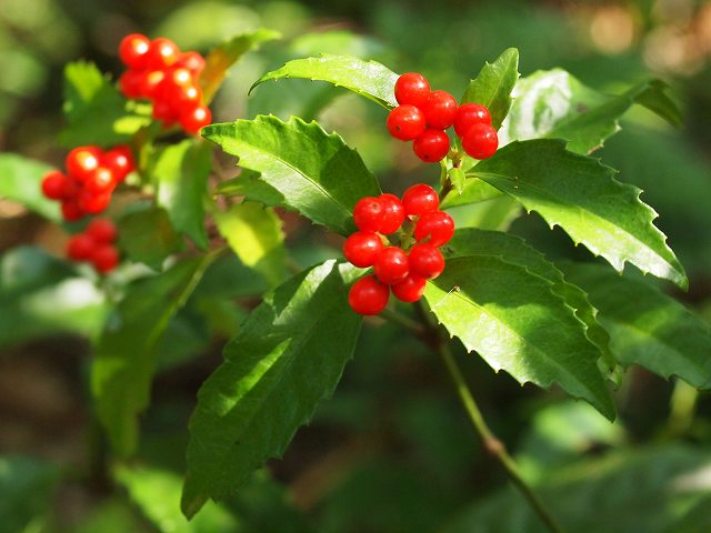 b0135573_20124280.jpg