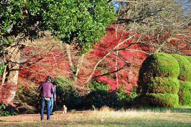 最後の紅葉_a0126590_21444717.jpg