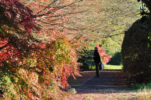 最後の紅葉_a0126590_21461269.jpg