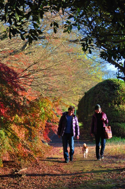 最後の紅葉_a0126590_2148950.jpg