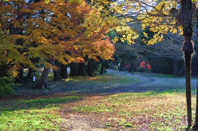最後の紅葉_a0126590_21491881.jpg