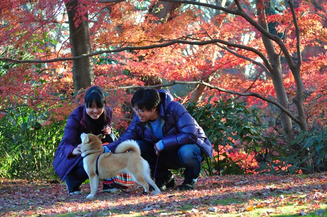 最後の紅葉_a0126590_2152236.jpg