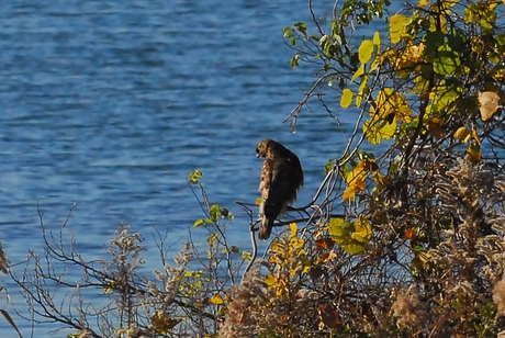 岸辺のオオタカ/Juvenile Northern Goshawk_a0223993_22564772.jpg