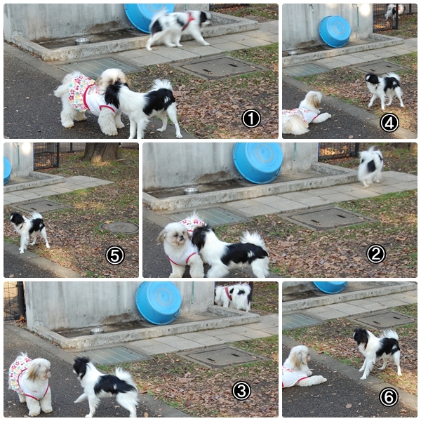 タフガイな2狆_a0155999_0175115.jpg
