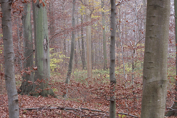 f0175799_3225771.gif