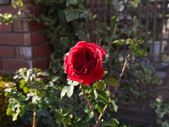 e0163202_18415421.jpg