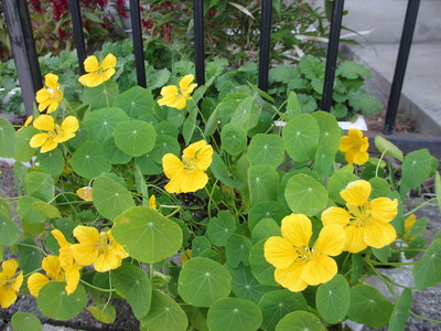 いつまでも咲く花_e0150006_16245233.jpg