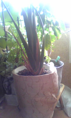 c0180209_2321767.jpg