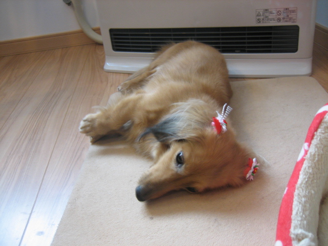 犬もこたつで丸くなる~_f0067514_8372326.jpg