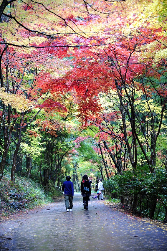 小国神社の紅葉_c0046520_219949.jpg