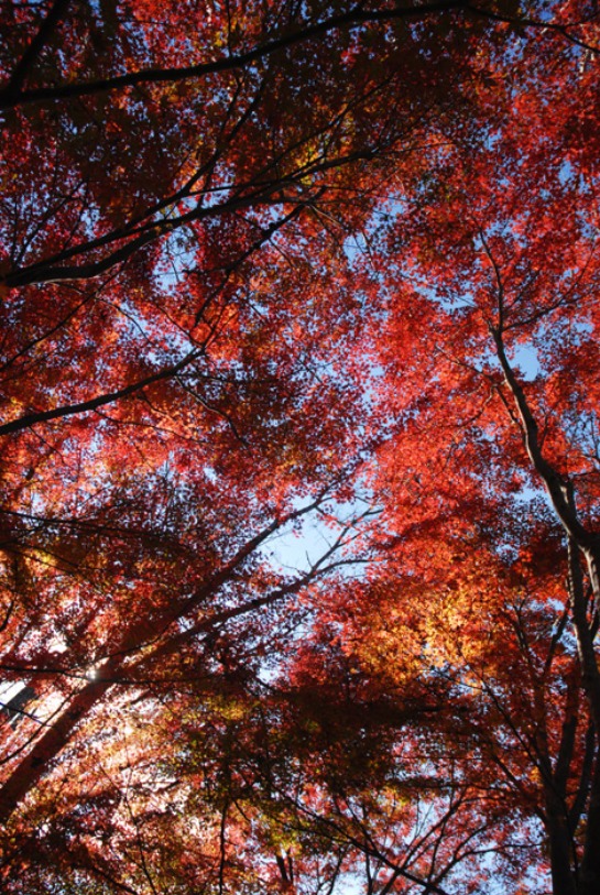 2011 紅葉_c0174120_1433432.jpg