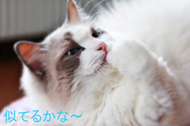 お猿さんの顔_e0214720_1653936.jpg