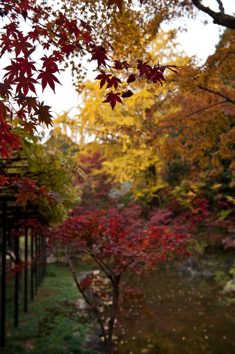 本土寺_a0232322_1254090.jpg