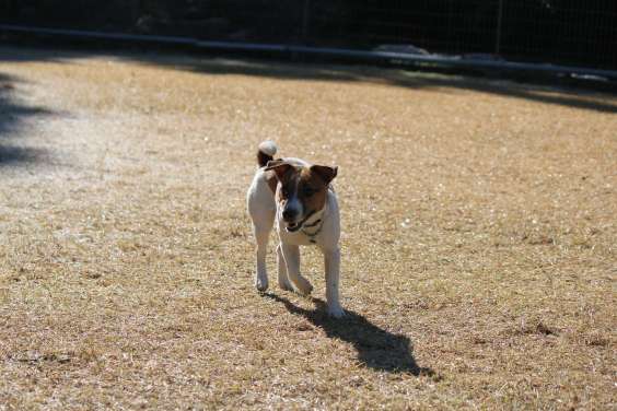 白いランではしゃぐ犬達_a0220526_10201770.jpg